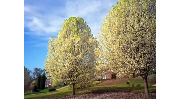 wireready_03-25-2019-19-16-01_07376_bradfordpeartrees