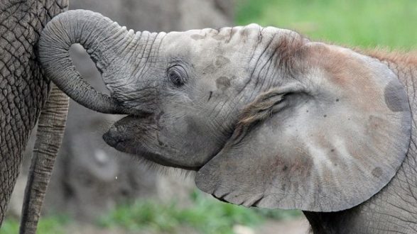 kalina-elephant-ht-jef-190326_hpmain_16x9_992