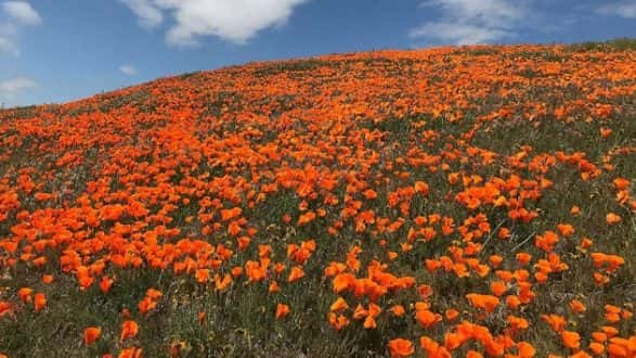 poppy-1-abc-ps-190327_hpmain_16x9_992