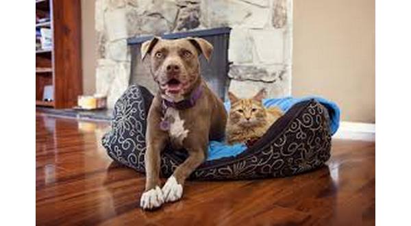 wireready_04-03-2019-20-32-02_08594_pittbullrepeal