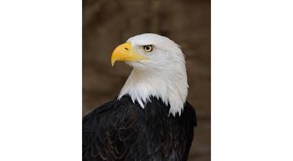 wireready_04-05-2019-21-12-02_07363_eaglebald