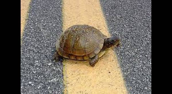 wireready_04-10-2019-16-54-03_07448_turtle