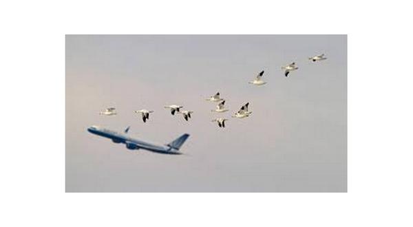wireready_04-11-2019-16-02-02_07474_geese