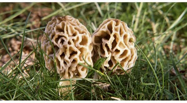 Morel Mushroom Lovers In Missouri Could Luck Out This Spring Ktlo