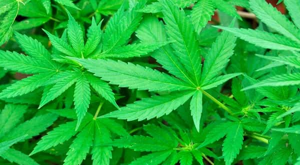 wireready_04-17-2019-22-28-02_08951_marijuana