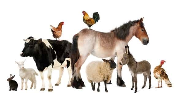 wireready_04-24-2019-09-50-02_09070_livestock