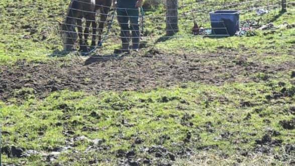 042819_linncounty_mudhorses