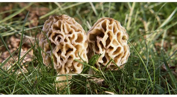 wireready_04-29-2019-21-08-02_09050_morelmushrooms