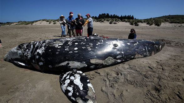 getty_053119_deadwhale