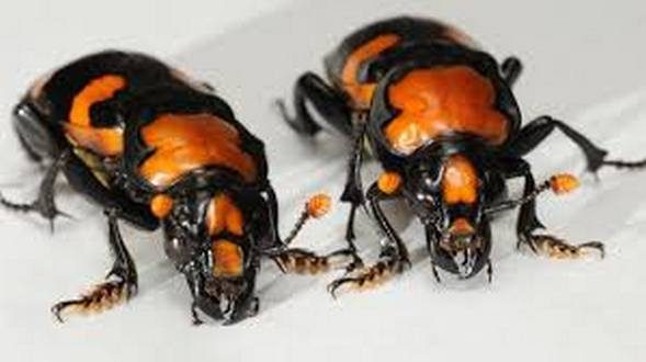 wireready_05-01-2019-20-38-02_09238_americanburyingbettle
