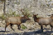 wireready_05-08-2019-09-14-03_09196_elktheanimals