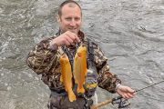 wireready_05-08-2019-18-00-04_09204_goldenrainbowtrout