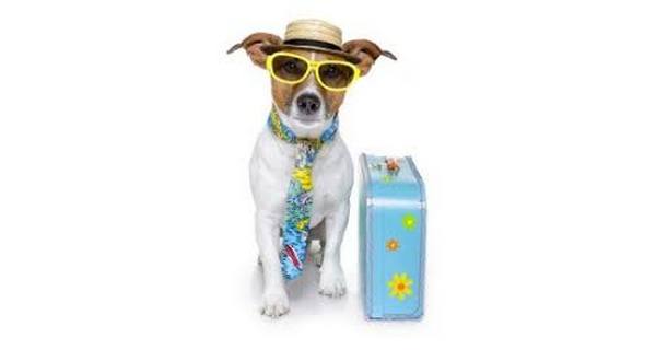 wireready_05-09-2019-21-10-03_09226_runawaydog