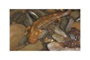 wireready_05-16-2019-21-26-03_08941_hellbender