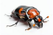 wireready_05-18-2019-17-22-03_09604_americanburyingbeetle