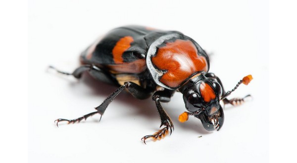 wireready_05-18-2019-17-22-03_09604_americanburyingbeetle