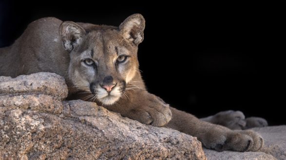 istock_052819_mountainlion