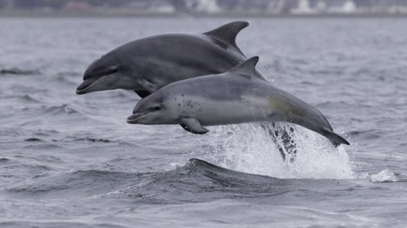 istock_061719_dolphinstranded