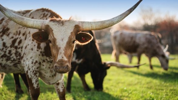 istock_061819_longhornrecord