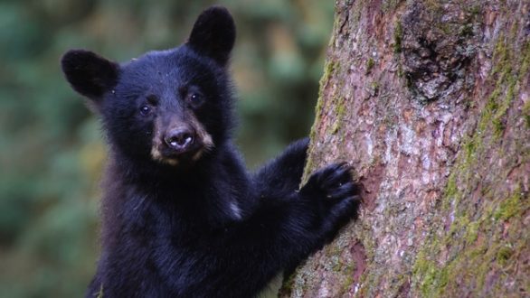 istock_061919_blackbearcub