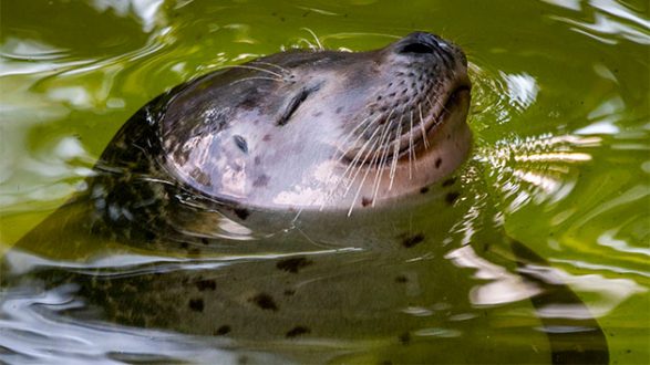 john-macdougallgettyseal