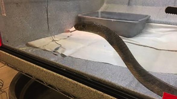 reptile2-ht-ml-190705_hpmain_4x3_992