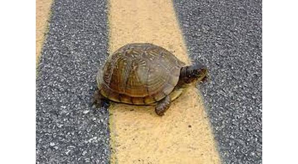 wireready_07-08-2019-17-30-04_09137_turtleonroadway