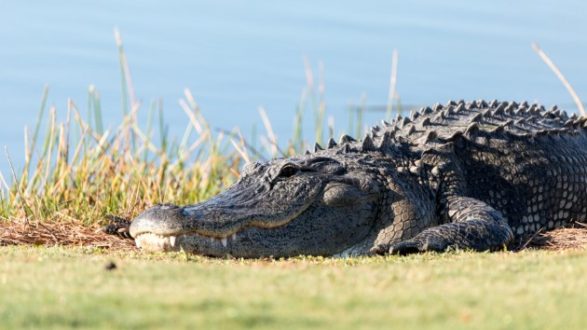 istock_71519_alligator