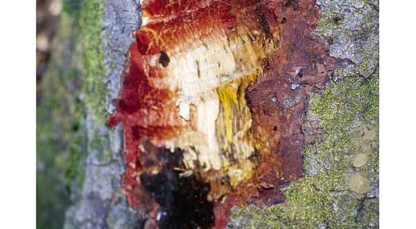 wireready_07-21-2019-18-22-04_00076_suddenoakdeath