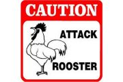 wireready_07-25-2019-20-42-03_00150_cautionattackrooster