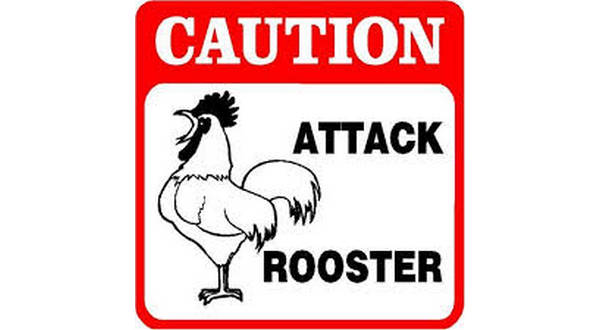 Image result for vicious rooster