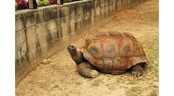 wireready_07-31-2019-16-46-03_00236_gianttortoise