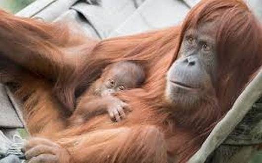 wireready_07-31-2019-22-26-03_00262_orangutan