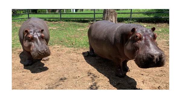 wireready_08-22-2019-17-30-04_00060_hippos