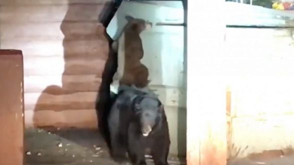 placerbear1_hpmain_4x3_992