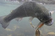 wireready_09-01-2019-13-06-02_00018_trout_fishing