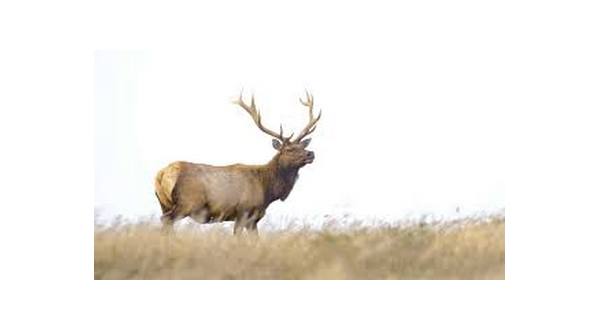 wireready_09-07-2019-11-22-06_00086_elkpoaching