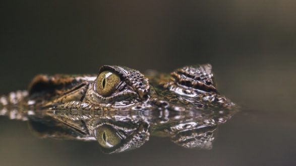 istock_090919_alligatorga