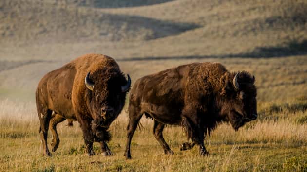 stock_bison_91119