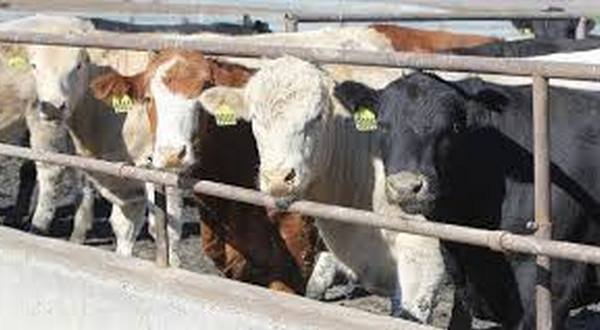 wireready_09-17-2019-22-14-03_00170_cows