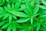 wireready_09-23-2019-09-32-03_00001_marijuana