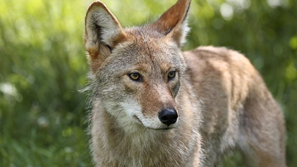 istock_092519_coyote