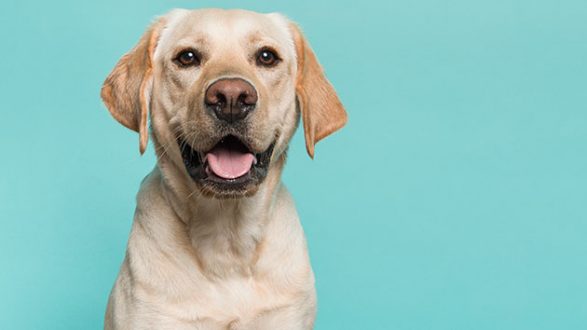 istock_062819_dog
