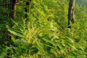 wireready_10-04-2019-09-26-02_00006_chinquapinblooming