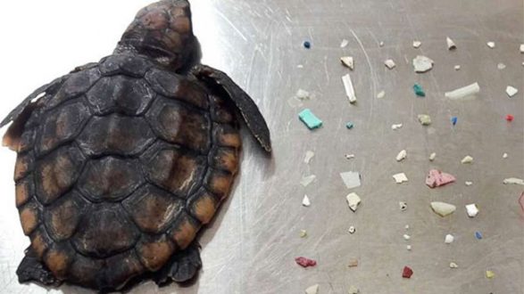 100619_bocaratongumbolimbonaturecenter_turtle