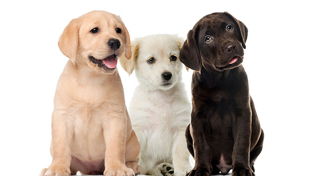 istock_100719_labradorretriever