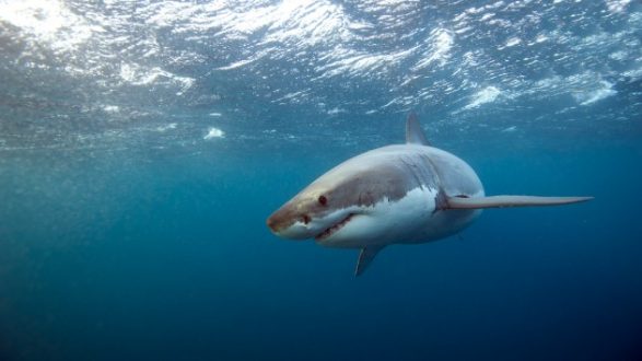 istock_10919_greatwhiteshark