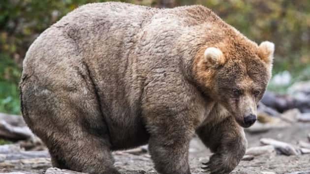 fat-bear-ht-er-191009_hpmain_4x3_992