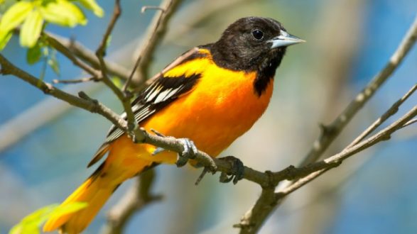 istock_101119_oriole