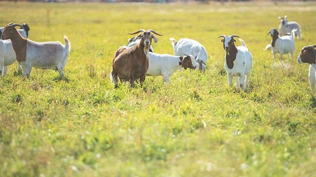 istock_101819_goatgrazers